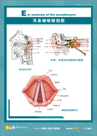 人體解剖圖 五官解剖圖 醫(yī)學人體解剖圖 人體結(jié)構解剖圖 耳鼻咽喉解剖圖
