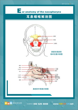 人體解剖圖 五官解剖圖 醫(yī)學人體解剖圖 人體結(jié)構解剖圖 耳鼻咽喉解剖圖