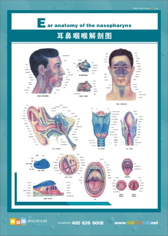 耳鼻咽喉解剖圖 五官科圖片 五官解剖圖 醫(yī)學人體解剖圖 人體結(jié)構解剖圖