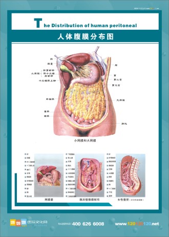 腹膜解剖圖 人體腹部解剖圖 醫(yī)學人體解剖圖  