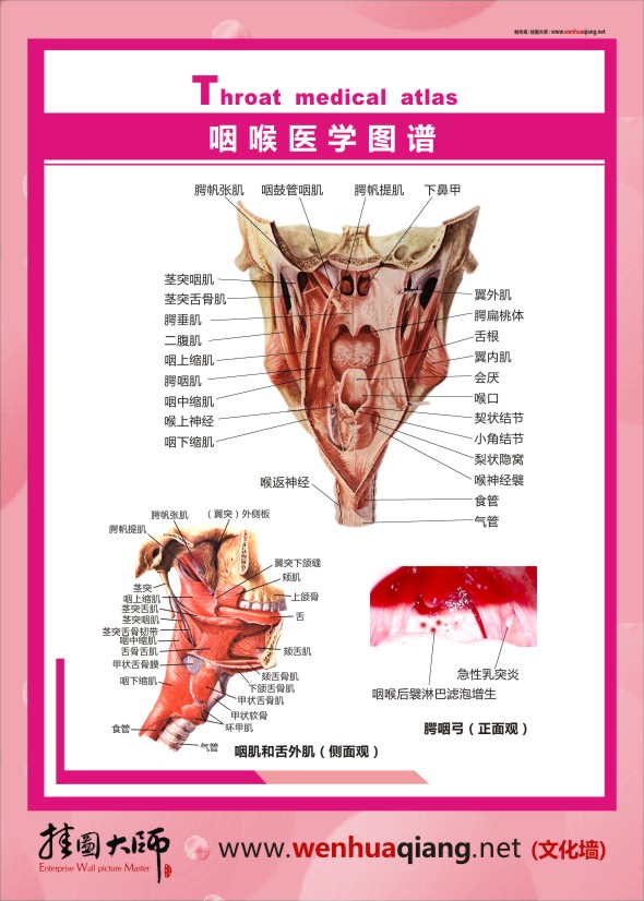 人體結(jié)構解剖圖     咽喉醫(yī)學圖譜   