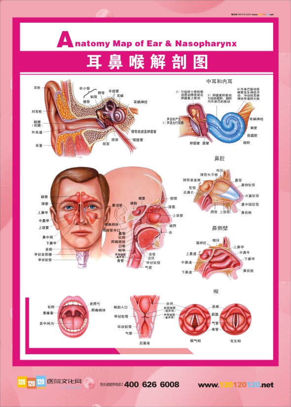 人體結(jié)構解剖圖    耳鼻喉解剖圖    