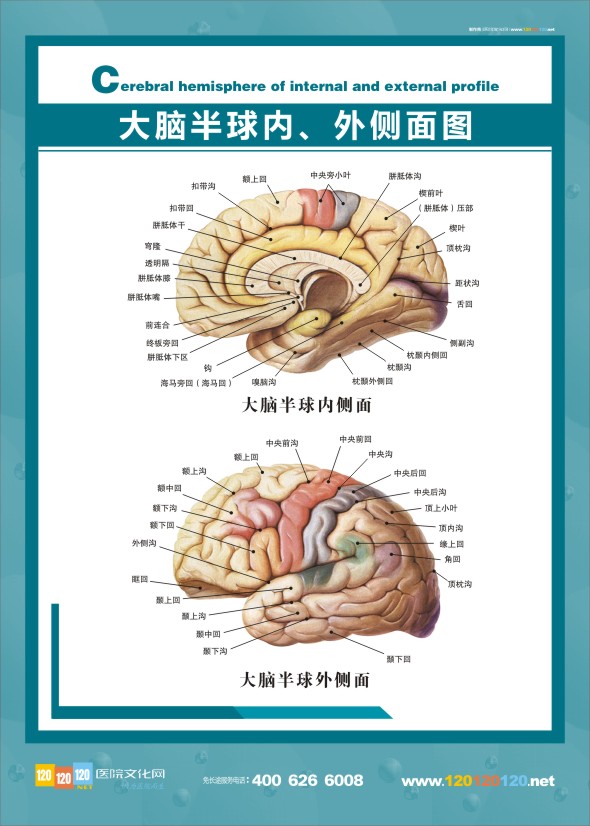醫(yī)學(xué)解剖圖-大腦解剖圖半球內(nèi)、外側(cè)面圖