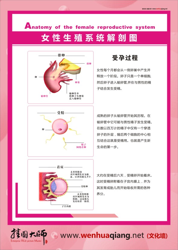 人體結構解剖圖   女性生殖系統(tǒng)解剖圖    人體結構圖  