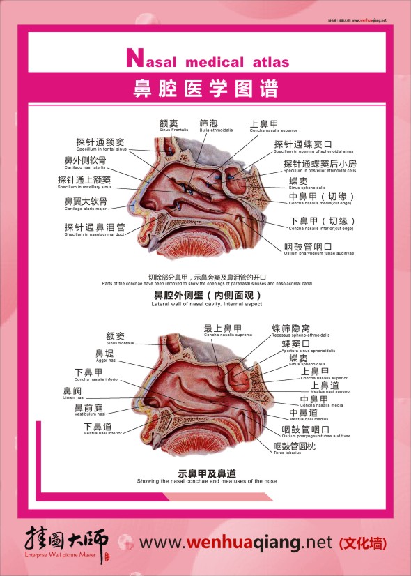 鼻腔醫(yī)學圖譜   人體結(jié)構解剖圖  人體結(jié)構圖 