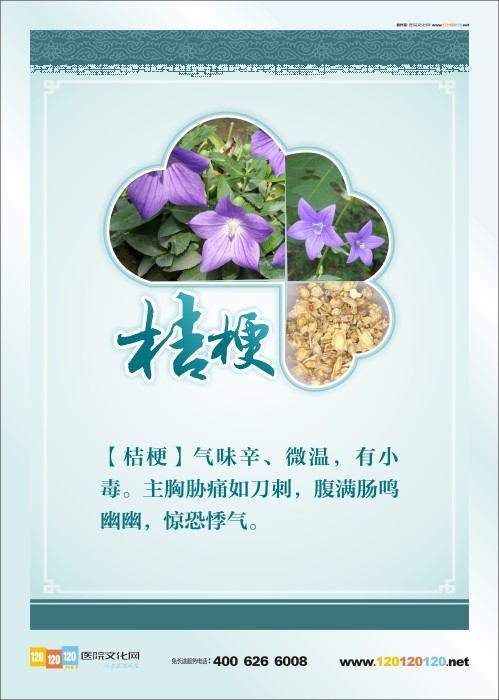 中藥藥材圖譜 桔梗藥材圖片 中藥桔梗 中藥材桔梗圖片 中藥桔梗圖片